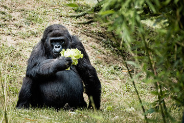 Portrait d'un gorille des plaines de l'ouest