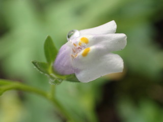 薄紫色の小さな野草トキワハゼ