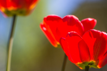 Bright red tulips against a blurred background