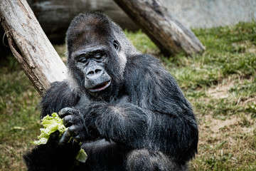 Portrait d'un gorille des plaines de l'ouest