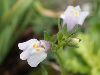 薄紫色の小さな野草トキワハゼ