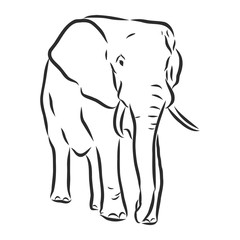 african elephant silhouette - freehand on a white background, vector illustration