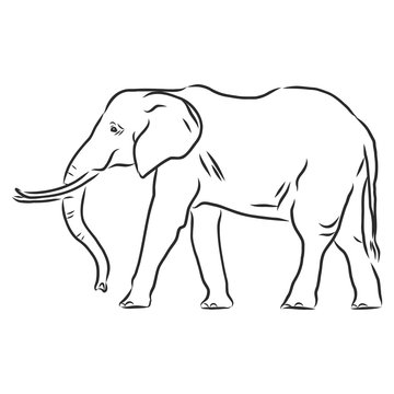 Beautiful sketch of an adult Asian elephant with line