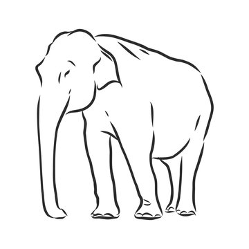Beautiful sketch of an adult Asian elephant with line