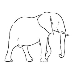 african elephant silhouette - freehand on a white background, vector illustration