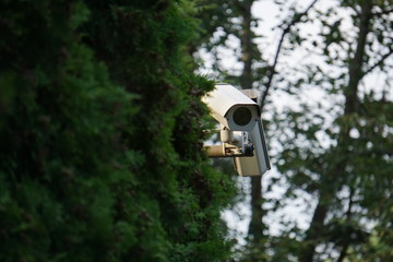 security camera on a tree