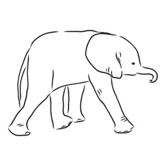 Baby elephant in outline style isolated on white background, vector illustration