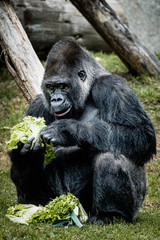 Portrait d'un gorille des plaines de l'ouest