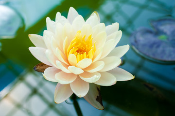 Beautiful flower from Thailand in the pond and white and yellow 