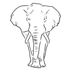 african elephant silhouette - freehand on a white background, vector illustration