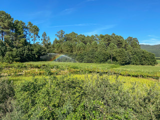 Obraz premium Agricultural irrigation system watering corn field on sunny summer day. Farming scene in Portugal. The mist from the sprinklers causes a rainbow.