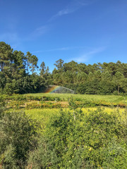 Obraz premium Agricultural irrigation system watering corn field on sunny summer day. Farming scene in Portugal. The mist from the sprinklers causes a rainbow.