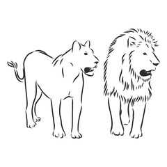Hand drawn lion. Sketch, vector illustration. wild animal