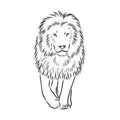 Hand drawn lion. Sketch, vector illustration. wild animal