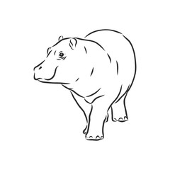 Hand drawn hippo hippopotamus . Sketch, vector illustration. wild animal