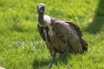 Obraz na płótnie Canvas View of a Hooded Vulture in the grass