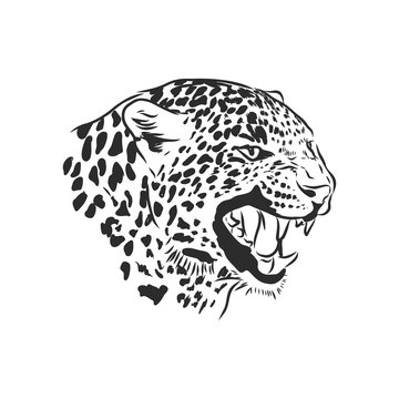 Black and white vector sketch of a leopard's head