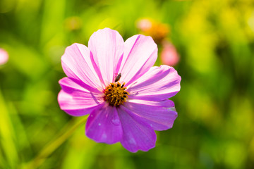 Obraz premium Macro shot of a jewelry basket, Cosmos bipinnatus