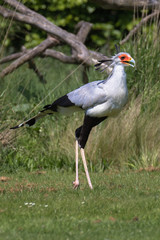 Secretary bird (latin name Sagittarius serpentarius)