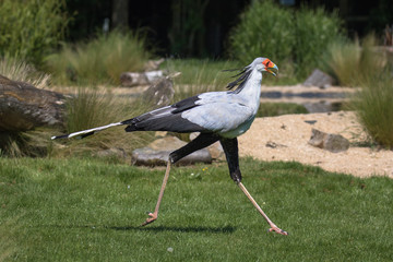 Secretary bird (latin name Sagittarius serpentarius)