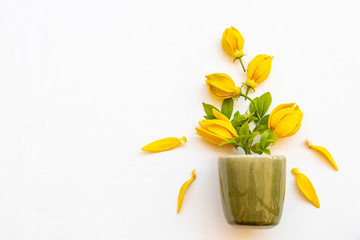 yellow flowers ylang ylang local flora of asia with cup in spring season arrangement flat lay postcard style on background white wooden