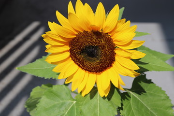 sunflower in the garden