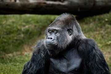 Portrait d'un gorille des plaines de l'ouest