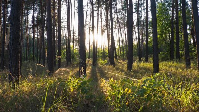 Sunset in the Beautiful Pine Forest. Time Lapse