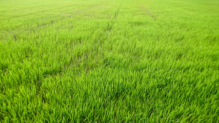 Green wheat field