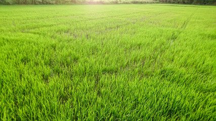 Green rice field