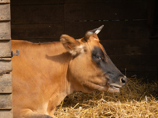 vache