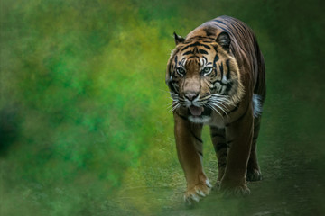 Fototapeta na wymiar a tiger walking on a jungle path