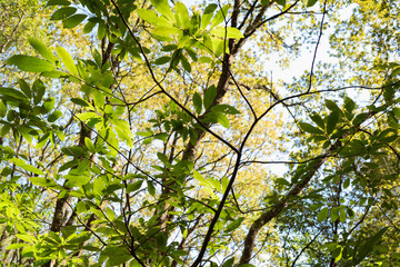 Fototapeta premium Sun bright lightened leaves in forest makes beautiful and colorful nature view at Belelle river, A Capela, Galicia