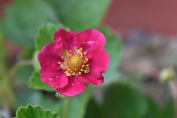 Obraz premium flower/fiore