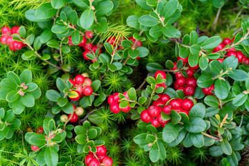 Lingonberry bushes in the forest. Red ripe wild berries. Natural background.