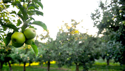Apple orchard with ripening apples on the trees in middle of august