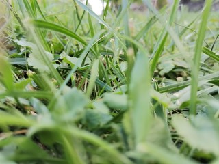 green grass with dew drops