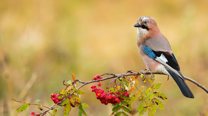 Eurasian jay, garrulus glandarius, sitting on branch in autumn nature with copy space. Colorful bird observing on twig with red berries. Little feathered animal resting on bough.