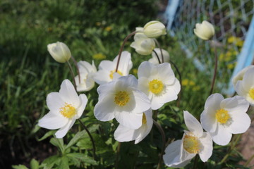 
Delicate white anemones bloom in the spring garden