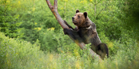 Magnificent brown bear, ursus arctos, climbing on tree in summer. Majestic mammal grasping trunk in...