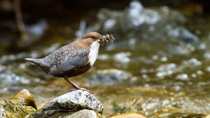 White-throated dipper, cinclus cinclus, holding insect in prey on rock. Small brown bird standing on stone in flowing water. Wild dark feathered animal catching prey in stream.