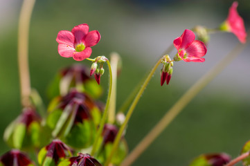 Oxalis tetraphylla beautiful flowering bulbous plants, four-leaved pink sorrel flowers in bloom, flower head detail