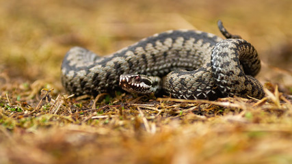 Fototapeta premium Poisonous common viper, vipera berus, lying on the ground in autumn. Aggressive snake with patterned skin looking with tangled body. Wild toxic reptile observing on dry grass.