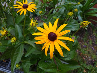 Obraz premium Rudbeckia fulgida var. sullivantii 'Goldsturm'