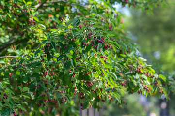 Amelanchier lamarckii ripe and unripe fruits on branches, group of berry-like pome fruits called serviceberry or juneberry