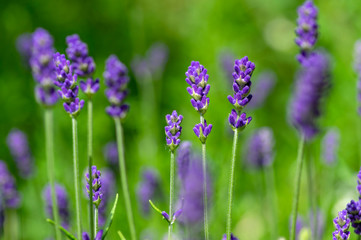 Lavandula angustifolia bunch of flowers in bloom, purple scented flowering plant, green background