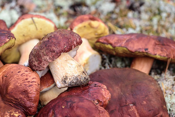 Large boletus with red hat and thick leg cut by mushroom picker on white moss in pine forest.