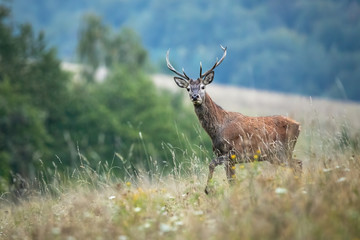 Young red deer, cervus elaphus, walking on field in autumn mist. Curious stag looking to the camera on meadow from side. Wild mammal with antlers marching on grassland in fall.