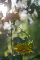 Heliopsis helianthoides double flower rought oxeye in bloom, yellow flowering flowers during summer in ornamental garden