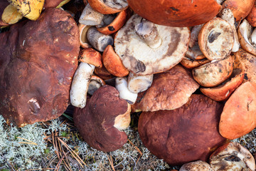 Bunch of cut mushrooms of boletus and boletus with red hat lies on the ground on summer day in the forest.